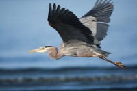 Blue Heron